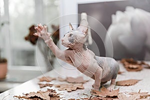 Don sphynx kitten playing with autumn orange leaves on gray background