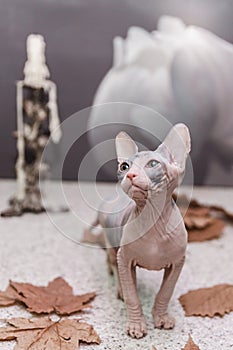 Don sphynx kitten playing with autumn orange leaves on gray background