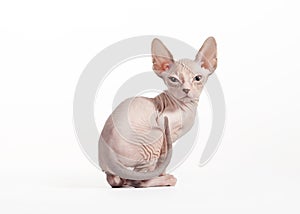 Don sphynx kitten on white