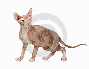 Don sphynx kitten on white