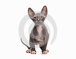 Don sphynx kitten on white