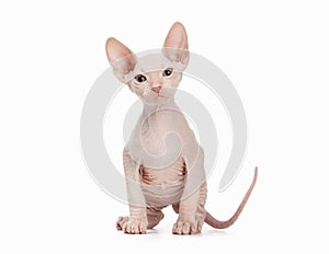 Don sphynx kitten on white