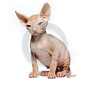 Don sphynx kitten on a white