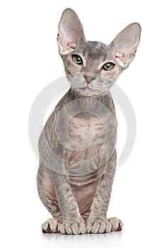 Don sphynx kitten on white background