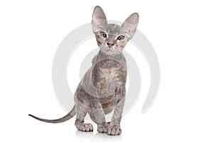 Don sphynx kitten on white background