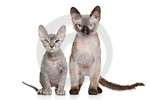 Don Sphynx kittens