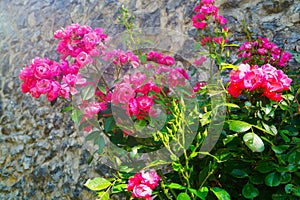 Pink flowers on the way to Durmitor National Park, Montenegro. photo