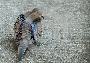 Don't ruffle my feathers- Dove