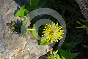 Don`t spray the dandilions - wild dandilion growing in the crevice of a rock in late spring