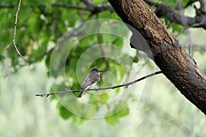 Gobemouche gris photo