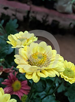 Don& x27;t you feel fall in love with this yellow flower?