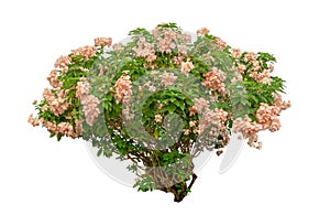 Dona flower plant isolated on white background, green leaves shrub die cut with clipping path