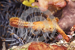 Donald Duck shrimp in Indonesia