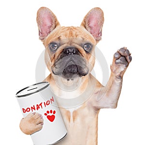 Donation dog