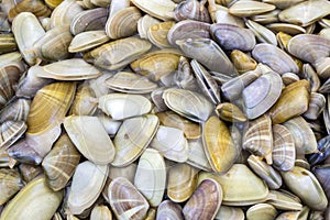 Donax trunculus, an edible species of saltwater clam, a bivalve photo