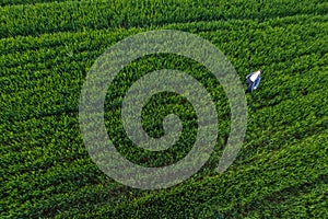 Done aerial view of a woman walking in the green meadow field