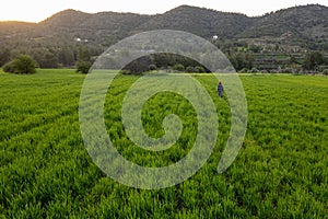 Done aerial view of a woman walking in the green meadow field enjoying sunset