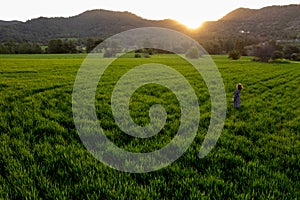 Done aerial view of a woman walking in the green meadow field enjoying sunset