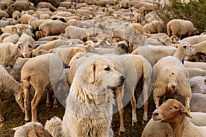 Flock of sheep grazing. El Tarter, Canillo, Andorra. photo