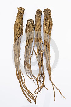 Quai (Angelica sinensis), also known as Dang Gui Ginseng