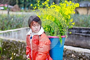 VAN, HA GIANG, VIETNAM, December 18th, 2017: Unidentified ethnic minority kids with baskets of rapeseed flower in Hagiang