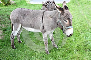 Donkey.