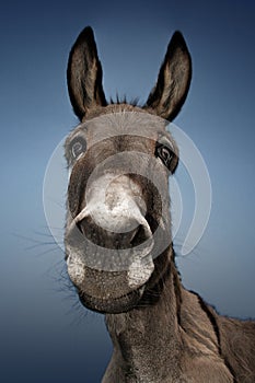 Donkey