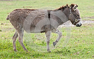 Donkey