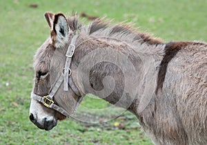 Donkey