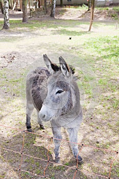 donkey
