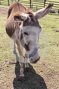 A Donkey