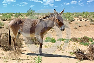 Donkey