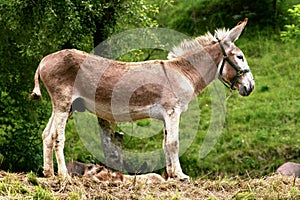 Donkey