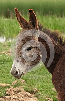 Donkey