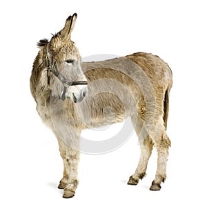 Donkey