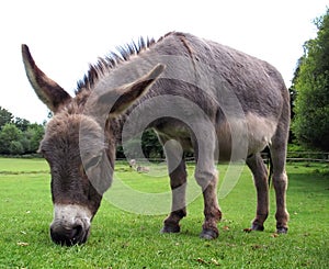 Donkey photo