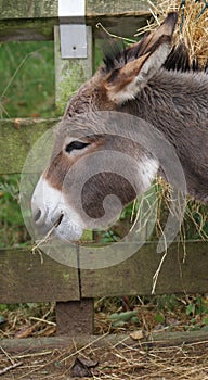 A Donkey