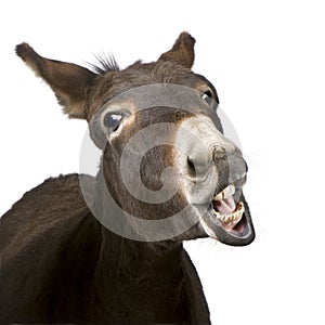 Burro (4 anos) 