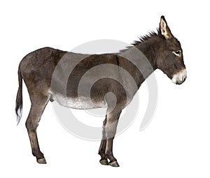 Burro ( 4 anos) 