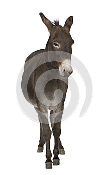 Donkey ( 4 years)