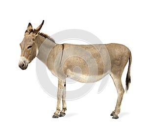 Donkey