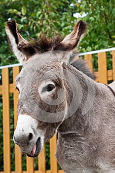 Donkey