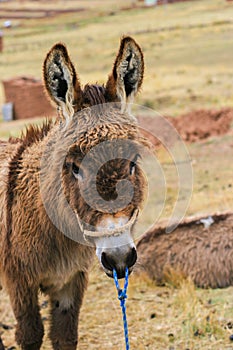 Donkey