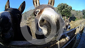 Donkey