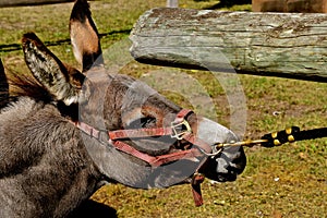 Donkey in an act of stubbornness photo