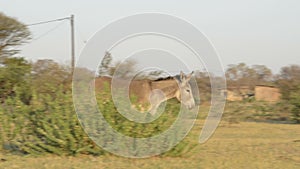 Donkey in Africa