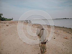 Donkey in Africa near the Niger River in Timbuktu, Mali photo