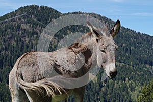 Donkey