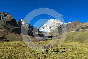 Donkey in the Andes mountains