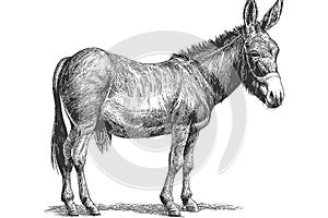 Donkey animal sketch hand drawn sketch engraving. Vector illustration desing